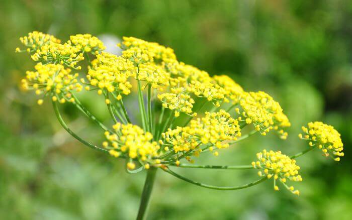 Erva-doce Erva-doce florida em um jardim de ervas.