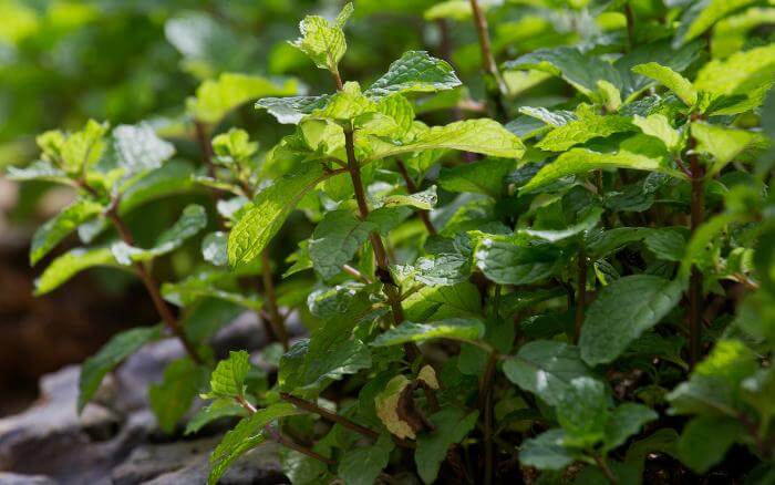 Hortelã-pimenta Jardim de ervas com pé de hortelã em destaque.