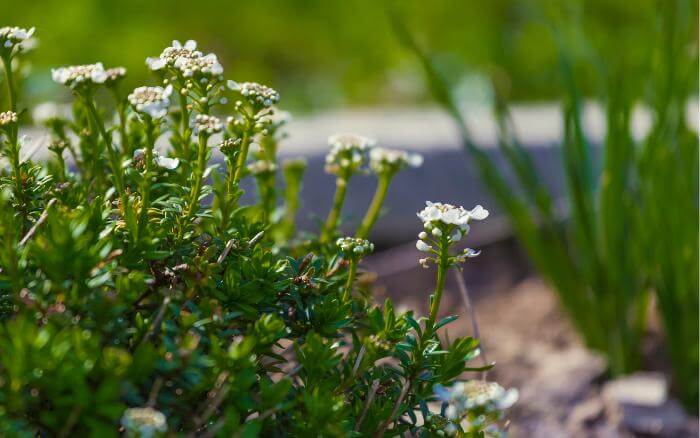 Tomilho- erva-medicinal-e-aromática Jardim de ervas com pé de Tomilho florido.
