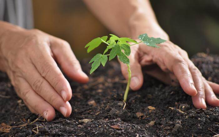 Mamão sendo plantado no solo.