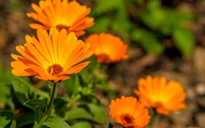 A calêndula é uma das flores que florescem no outono. flores-de-calendula-plantadas-junto-a-horta