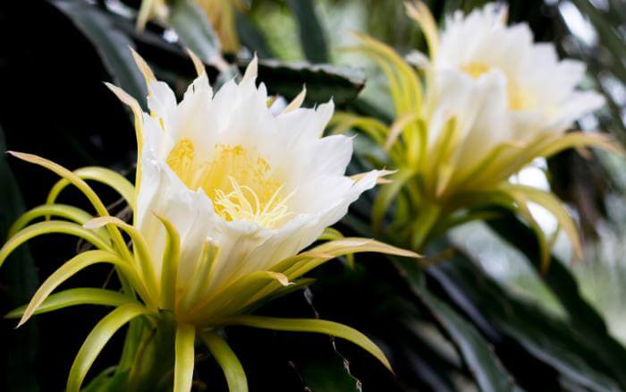 Pitaya com suas flores abertas.