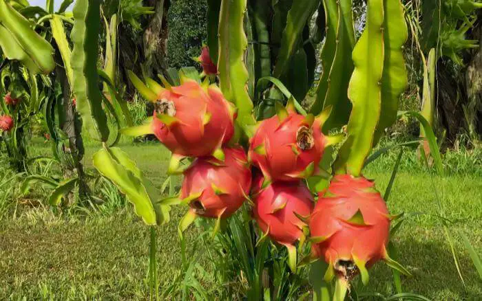 Pitaya vermelha em plantação a céu aberto, carregada de frutos.