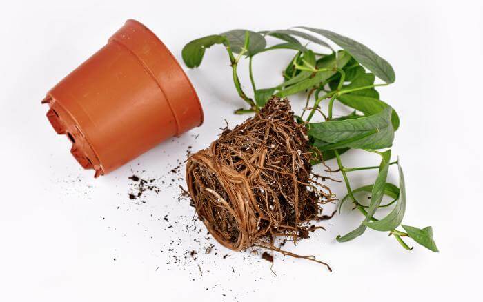 vaso-de-plastico-ao-lado-da-muda-recem-removida-dele-mostrando-como-as-raizes-viraram-um-torrao-maciço