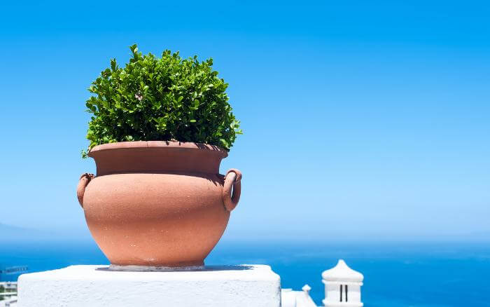 vaso-de-ceramica-usado-no-cultivo-de-plantas-em-area-externa