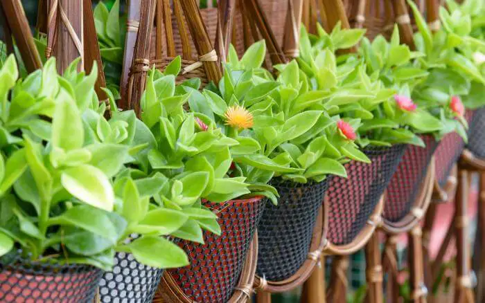 decoracao-com-plantas-em-vasos-suspensos-em-forma-de-meia-lua-dispostos-lateralmente-em-uma-grade-de-area-externa