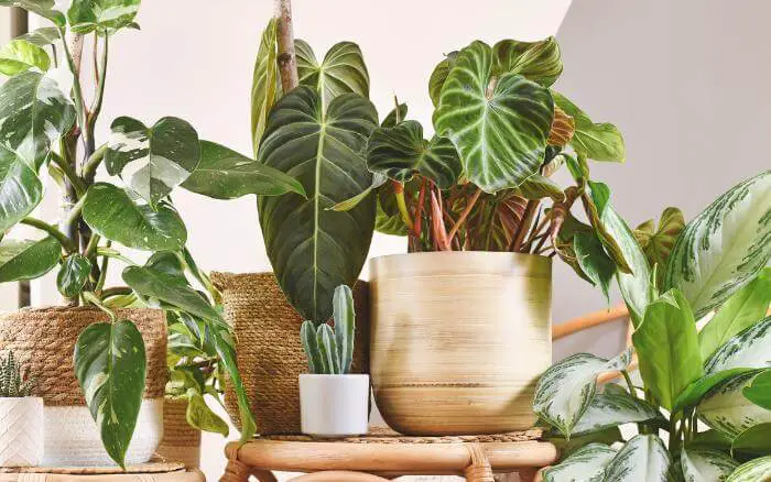 vaso-de-ceramica-para-plantas-em-ambiente-interno