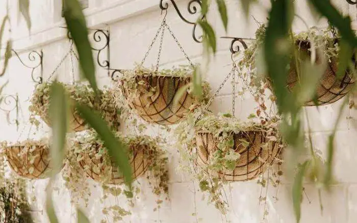 vasos-de-fibra-natural-com-plantas-pendentes-em-jardim-vertical