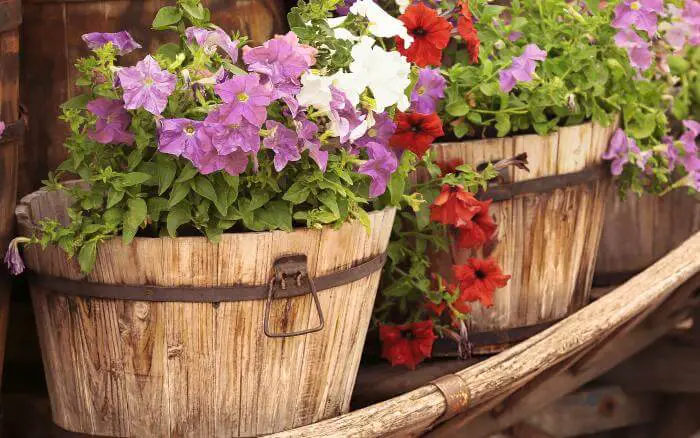 flores-crescendo-em-vaso-de-madeira-compondo-decoração-de-area-externa-estilo-rustico