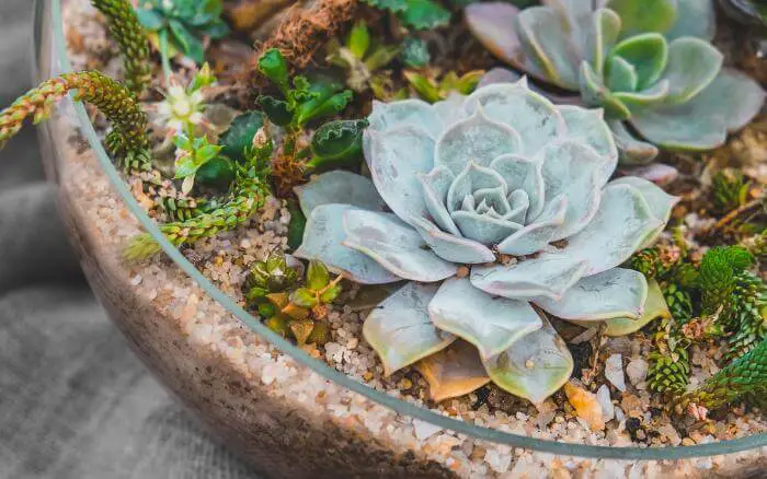 terrario-de-cactos-e-plantas-suculentas-montado-em-vaso-de-vidro-redondo