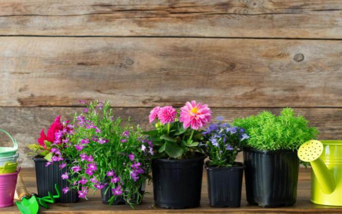 vasos-de-plastico-com-flores-e-mudas-plantadas