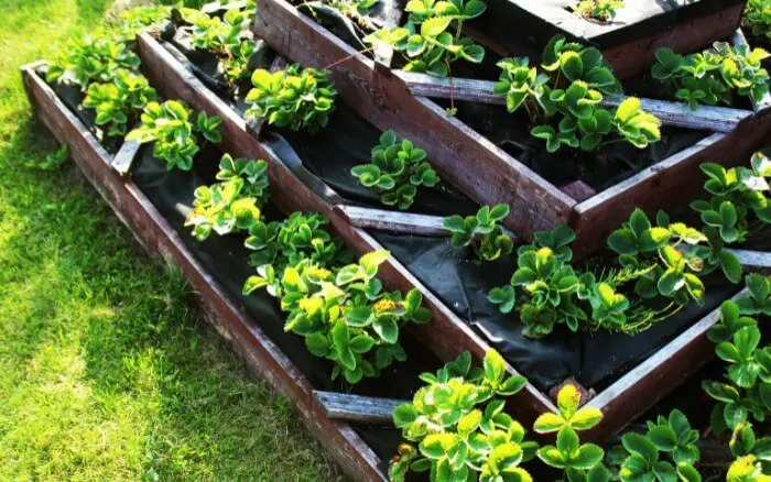 Durante o outono nas regiões Norte e Nordeste do Brasil é hora de plantar na horta coentro, salsa, feijão-vagem e abobrinha. horta-em-forma-de-piramide-com-verduras-tipicas-de-serem-cultivadas-durante-o-outono.