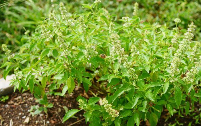 Manjericão Manjericão cultivado em jardim de ervas.