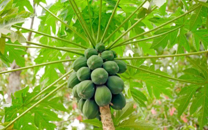 Pé de mamão plantado a céu aberto, com muitos frutos ainda verdes.