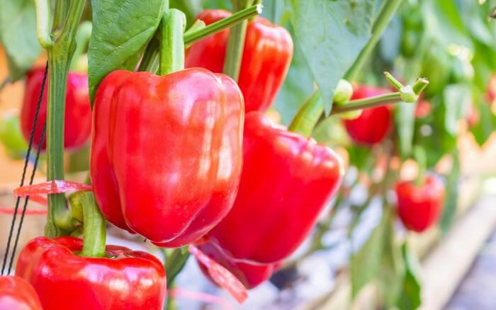 O pimentão é ideal para plantar na horta durante o outono, desde que em solo ideal. Pimentões-vermelhos-crescendo-em-horta-durante-o-outono.