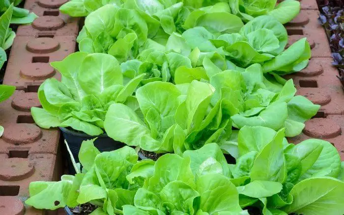 O outono é a estação ideal para o plantio de couve manteiga e alface nas hortas da região Sudeste do Brasil. horta-de-alface-cultivada-em-vaso-na-região-sudeste-do-Brasil