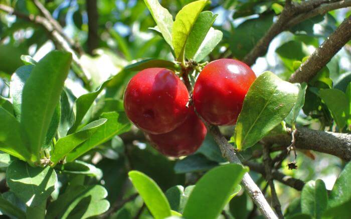 A acerola apesar de ser cultivada em vaso como árvore frutífera é um arbusto semilenhoso. pe-de-acerola-aceroleira-crescendo-e-produzindo-frutos-em-vaso