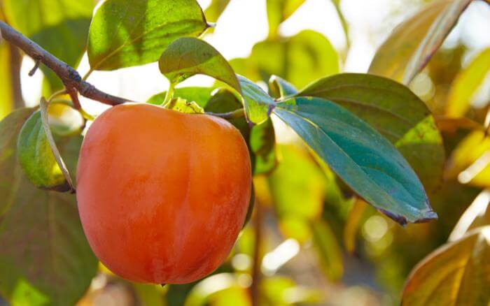 A melhor época para plantar caqui no vaso ou solo e no período chuvoso, de dezembro a março. caquizeiro-plantado-em-vaso-produzindo-frutos
