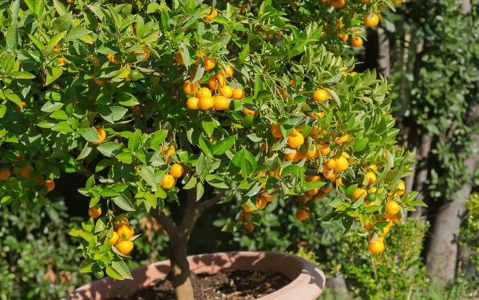 As árvores produtoras de frutas cítricas, são as melhores para cultivar em vaso, já que não possuem raízes agressivas. pe-de-tangerina-crescendo-e-produzindo-em-vaso