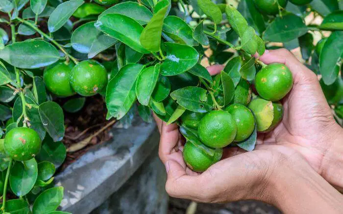 A melhor época para o plantio do limão em vaso ou no solo e no início do outono e da primavera. arvore-frutifera-limoeiro-plantada-em-vaso-produzindo-