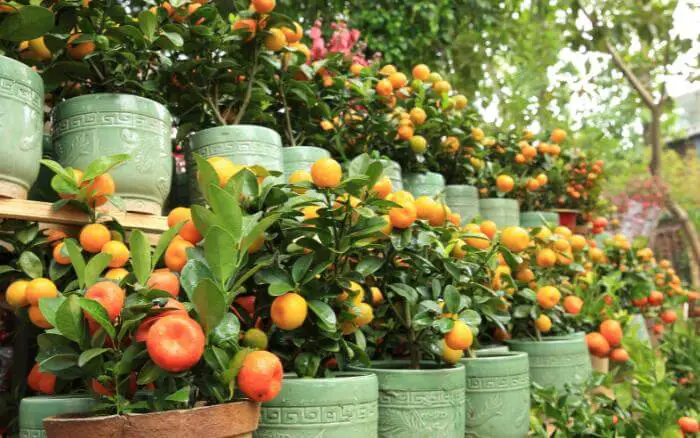 O pé de tangerina tem porte médio e crescimento lento, o que facilita seu cultivo em vaso. arvores-frutiferas-plantadas-em-vasos-e-produzindo