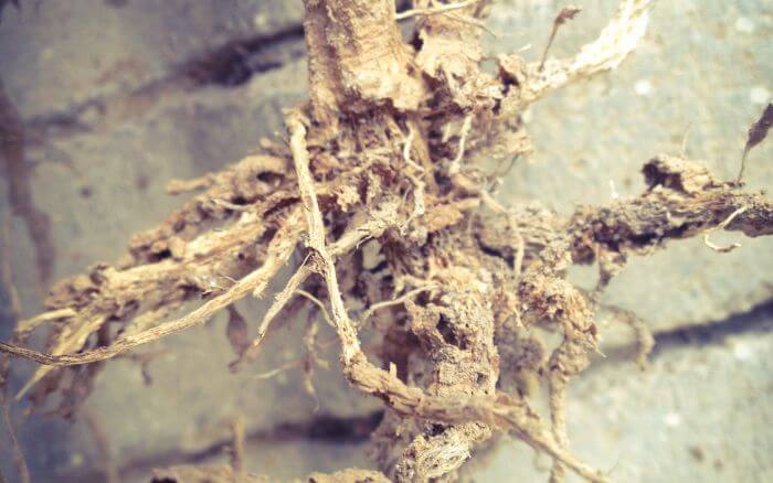 A murcha-do-solo é uma doença fúngica que acomete quiabeiros cultivados em solos com excesso de umidade. raiz-do-quiabeiro-apodrecida-pela-doença-fungica-murcha-do-solo