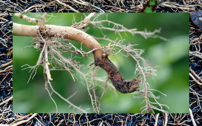 A murcha-do-solo em quiabeiros pode ser prevenida implementando boas práticas de irrigação e permeabilidade do solo. raiz-do-quiabeiro-apresentando-sintomas-de-contaminacao-pela-doenca-murcha-do-solo