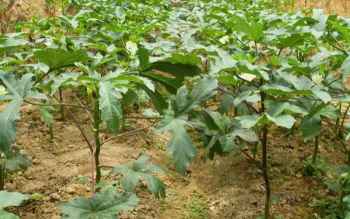 Seguir dicas essenciais para o cultivo de quiabeiros é uma das melhores maneiras de ter uma colheita de quiabos farta e saudável. quiabeiros-plantados-com-espacamento-adequado-entre-as-plantas