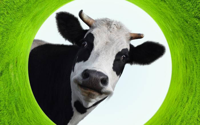 imagem-de-uma-vaca-em-close-up-fazendo-uma-mencao-divertida-aos-beneficios-do-biofertilizante-a-base-de-urina-de-vaca-para-o-controle-da-fusariose-em-quiabos.