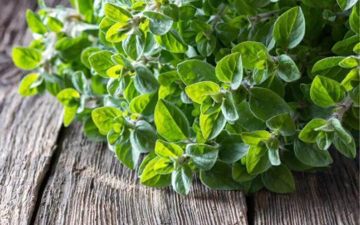 ramos-frescos-de-oregano