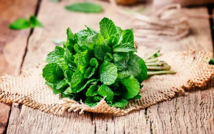 ramos-frescos-de-hortela