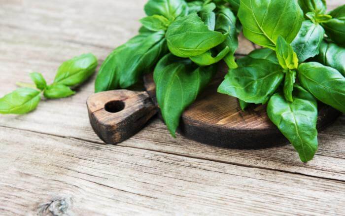 folhas-frescas-de-manjericao.