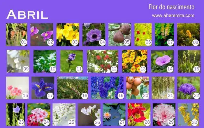 Na Coréia é comum presentear as pessoas com a flor que representa seu dia de nascimento. flores-que-representam-os-dias-do-mes-de-abril-organizados-em-um-calendario-segundo-a-cultura-coreana