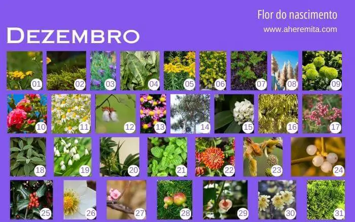 Flores Coreanas do nascimento, um costume asiático que se espalhou pelo mundo. flores-que-representam-os-dias-do-mes-de-dezembro-organizados-em-um-calendario-segundo-a-cultura-coreana
