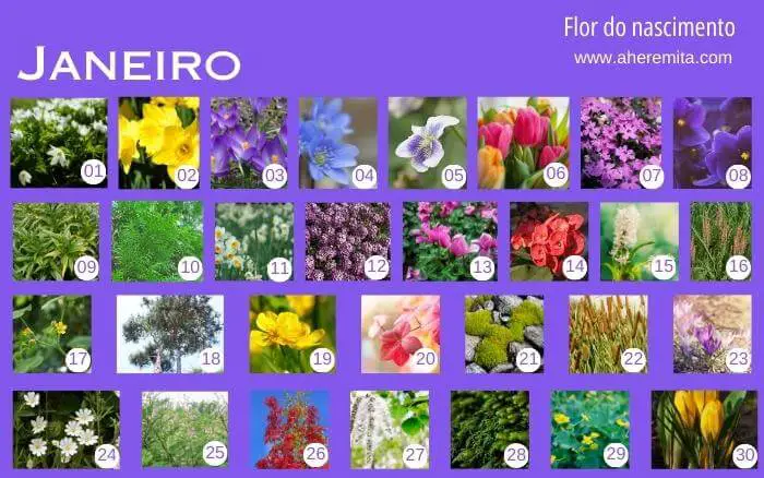 Calendário floral coreano, uma espécie para cada aniversariante. flores-que-representam-os-dias-do-mes-de-janeiro-organizados-em-um-calendario-segundo-a-cultura-coreana