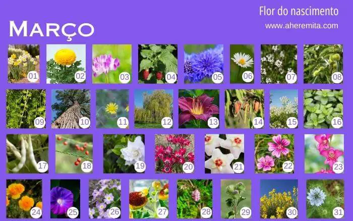 As flores do nascimento são uma tradição coreana repleta de simbologia. flores-que-representam-os-dias-do-mes-de-marco-organizados-em-um-calendario-segundo-a-cultura-coreana