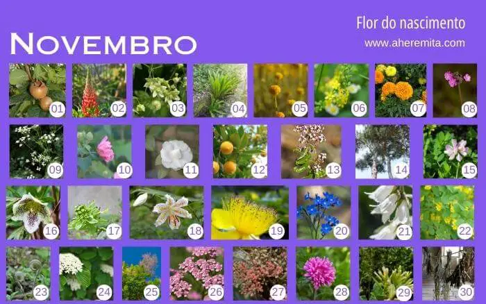 Países asiáticos e suas tradições. flores-que-representam-os-dias-do-mes-de-novembro-organizados-em-um-calendario-segundo-a-cultura-coreana