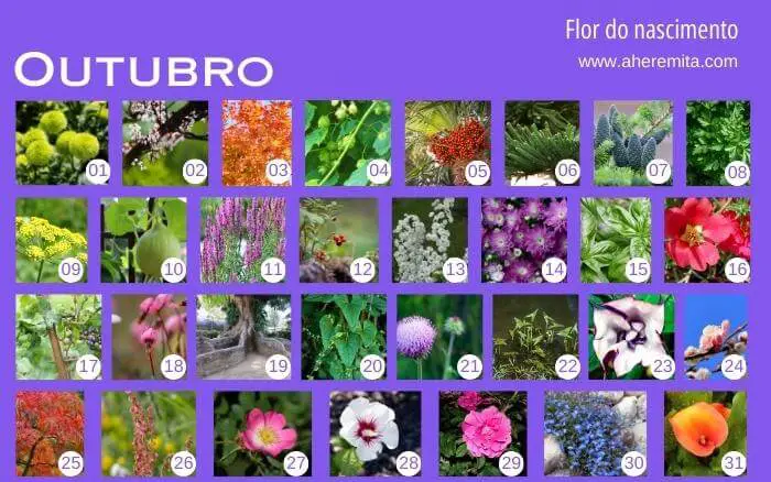 Representações da natureza na cultura dos países Asiáticos. flores-que-representam-os-dias-do-mes-de-outubro-organizados-em-um-calendario-segundo-a-cultura-coreana