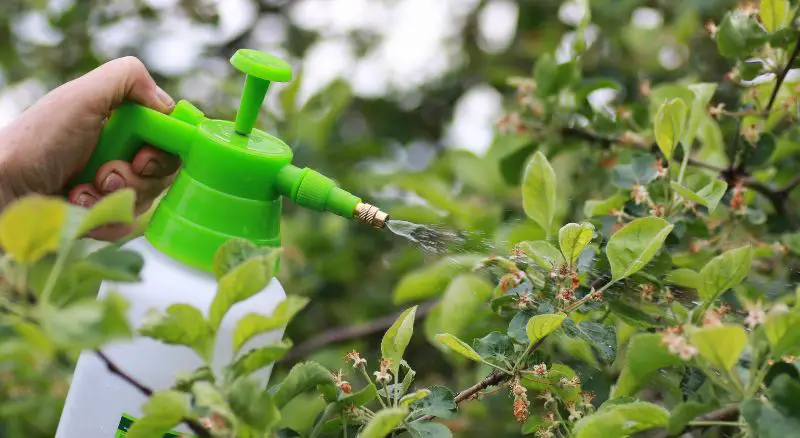 inseticida-natural-sendo-aplicado-nas-plantas-com-o-uso-de-um-borrifador
