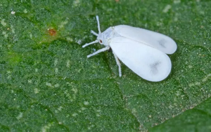 A mosca-branca é uma praga agrícola transmissora do vírus causador do mosaico em quiabeiros. mosca-branca-praga-agricola-transmissora-do-virus-causador-do-mosaico-em-quiabeiros