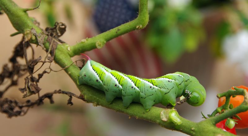 horta-caseira-sendo-devorada-por-lagarta-praga-comum-que-pode-ser-combatida-com-o-uso-de-inseticidas-naturais
