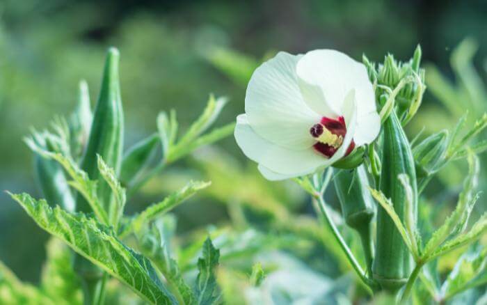 quiabeiro-com-folhas-amareladas-sintoma-que-pode-indicar-presenca-de-nematoides-nas-raizes-da-planta.
