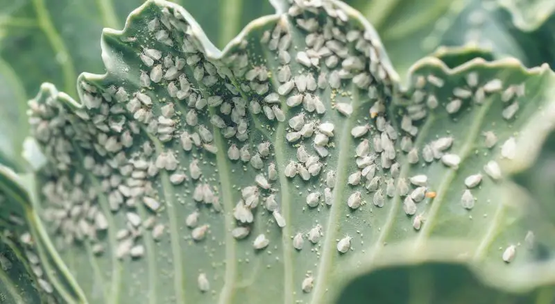 folha-de-couve-infestada-por-mosca-branca-uma-praga-agricola-comum-no-cultivo-de-hortalicas