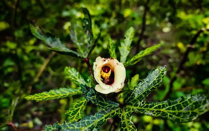 Para prevenir e tratar o mosaico no quiabo invista em métodos de combate a mosca-branca. mosaico-nas-folhas-do-quiabeiro-sintoma-de-doenca-viral-transmitida-pela-mosca-branca