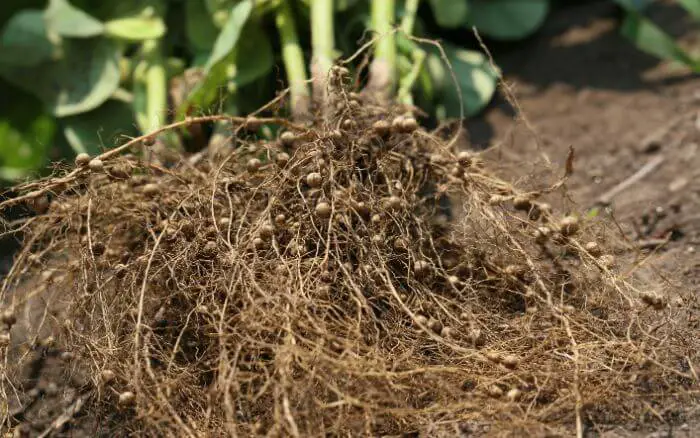 raizes-de-quiabeiro-expostas-apresentando-nodulos-causados-por-infestacao-de-nematoides-das-galhas