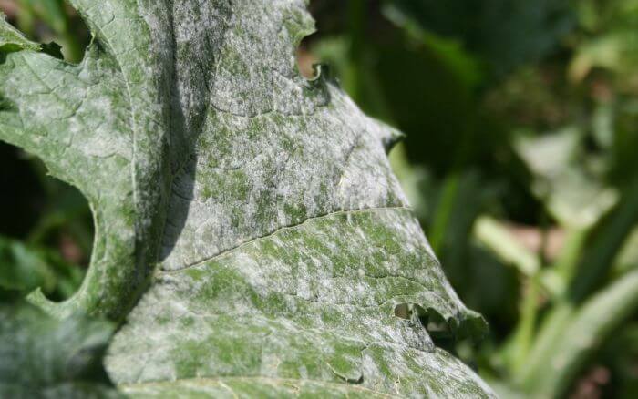 Oídio é a doença mais comum dos quiabeiros, é causada por fungos e pode ser identificada por folhas esbranquiçadas no pé de quiabo. quiabeiro-com-folhas-esbranquicadas-sintoma-de-oidio-doenca-causada-por-fungos.