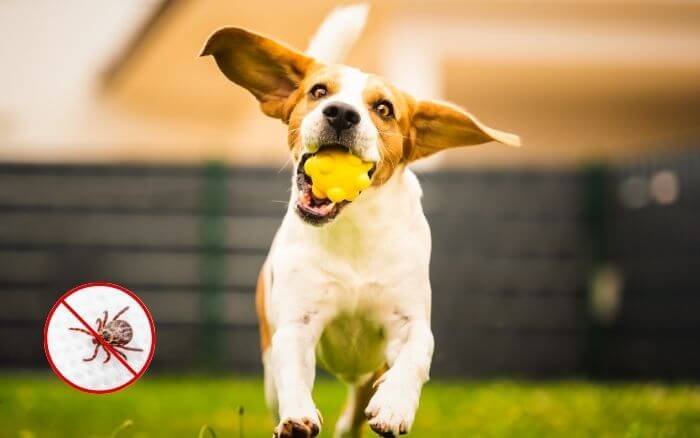 cachorro-brincando-no-jardim-em-gramado-limpo-aparado-livre-de-carrapatos