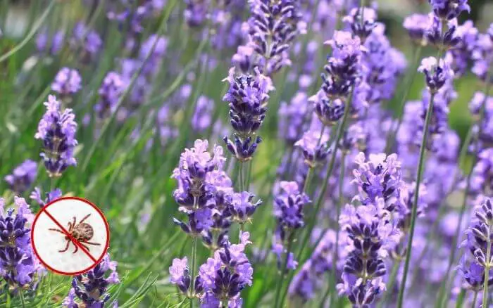 lavanda-planta-repelente-de-insetos-e-carrapatos