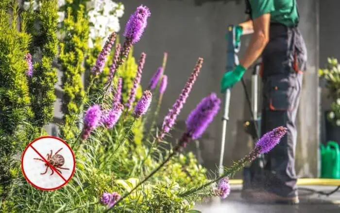 pessoa-aplicando-cuidados-para-evitar-carrapatos-e-proliferacao-da-febre-maculosa-no-jardim