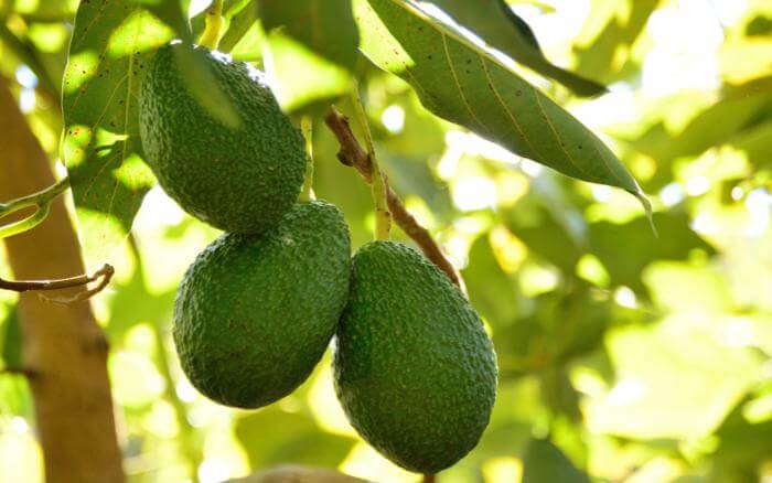 O abacateiro é uma árvore frutífera de grande porte, porém, pode ser cultivada em vaso. Abacateiro, nome científico Persea americana, em época de frutificação, com frutos ainda verdes.